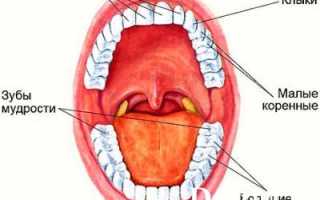 Из чего сделаны зубы человека