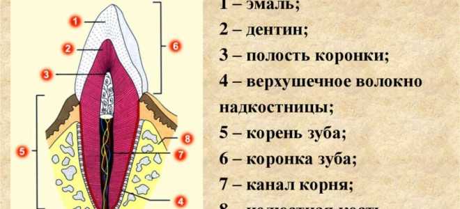 Периостит верхней челюсти симптомы