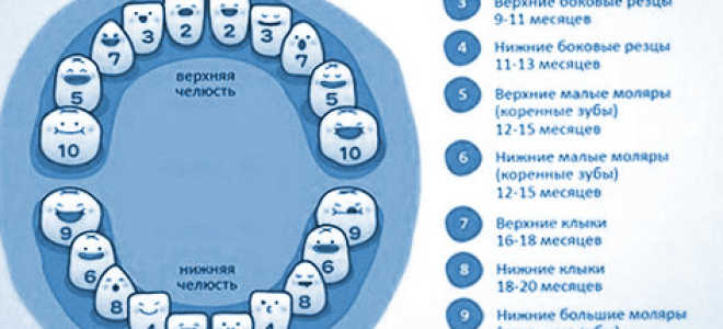 Как долго лезут верхние зубы у ребенка