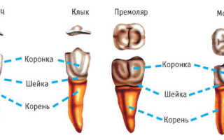 Процесс удаления зуба